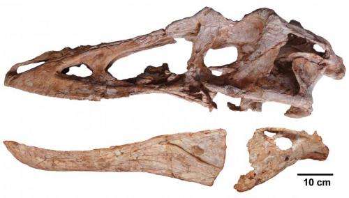 Newly found dinosaur is long-nosed cousin of Tyrannosaurus rex