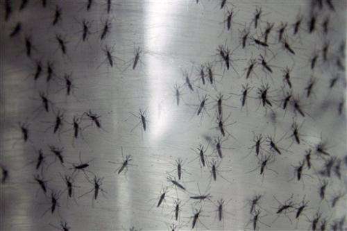 拉丁美洲的新蚊媒病毒传播