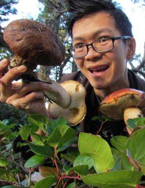 New mushroom discovered on campus is the first since 1985