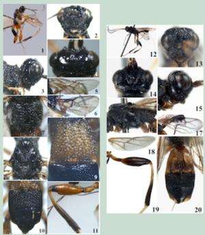 New parasitoid wasp species found in China