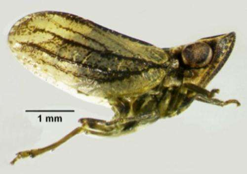 New planthopper species found in southern Spain