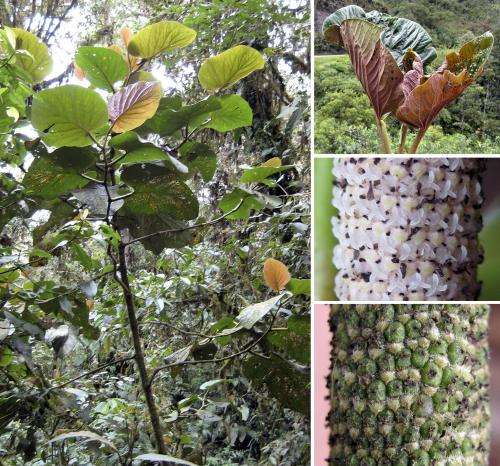 New plant species a microcosm of biodiversity