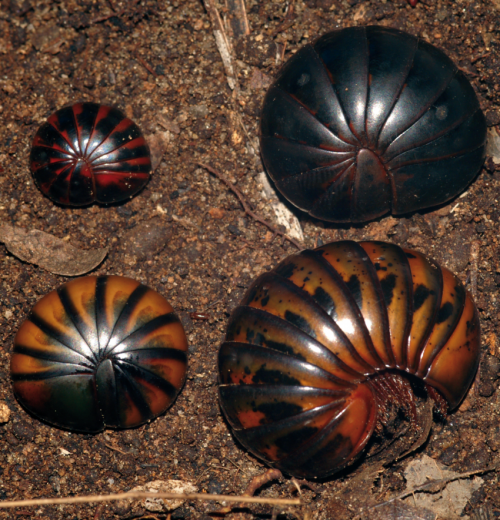 New species of ancient chirping giant pill-millipedes from Madagascar already threatened
