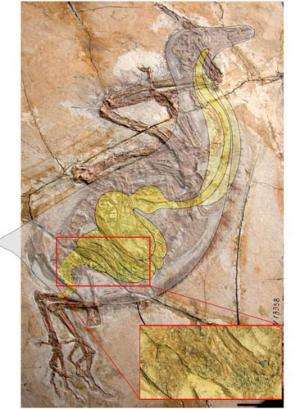 New specimens of yanornis indicate a digestive system of living birds