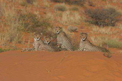 New study suggests humans to blame for plummeting numbers of cheetahs