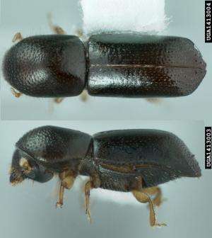 New yeast species travelled the globe with a little help from the beetles
