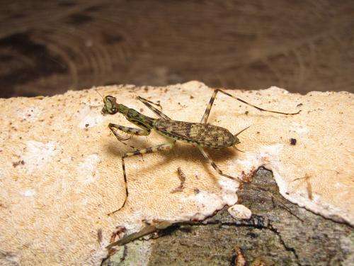 Nineteen new speedy praying mantis species discovered that hide and play dead to avoid capture