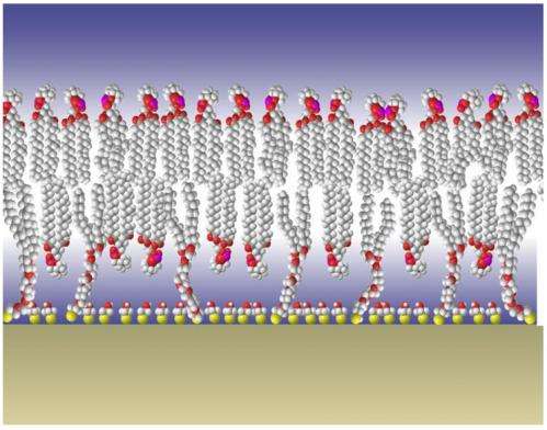 NIST Cell Membrane Model Studied as Future Diagnostic Tool