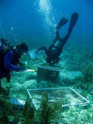 NOAA's Marine Debris Program reports on the national issue of derelict fishing traps