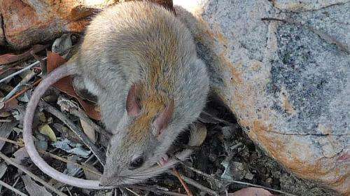 Northern Kimberley sub-region reveals unexpected species