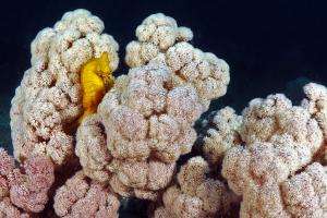 No-take marine reserves a no-win for seahorses