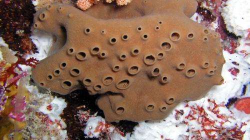 Nyoongar names for newly classified sponges