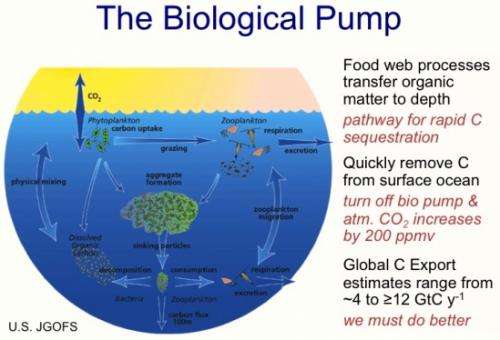 Ocean food web is key in the global carbon cycle