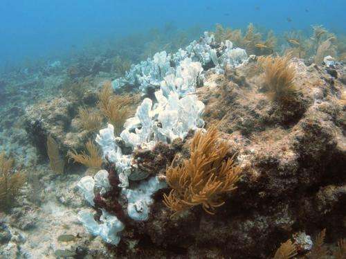 Ocean warming affecting Florida reefs