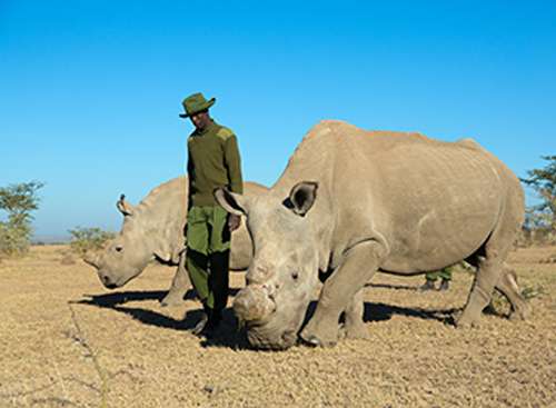 Ol Pejeta Conservancy extends breeding plan for the northern white rhinoceros