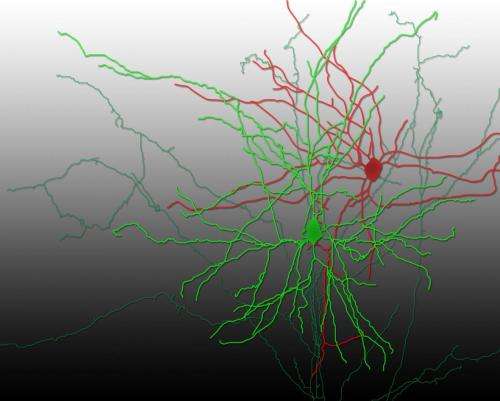 Optogenetics captures neuronal transmission in live mammalian brain
