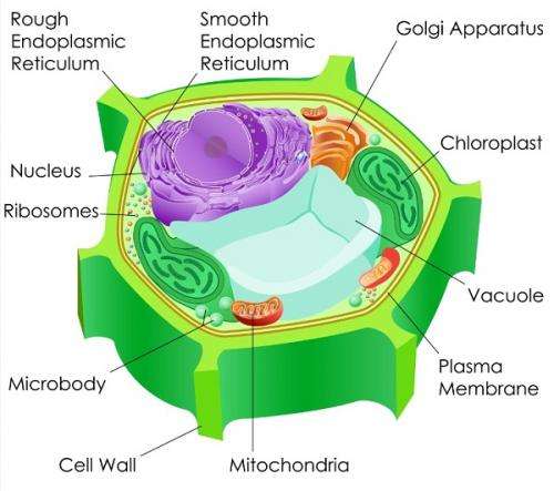 Organelles join mitochondria in signalling pathways creation
