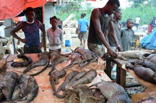 Pangolins and other animals are displayed for sale at the Owendo market in Libreville on August 8, 2014