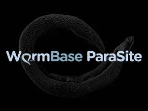 Parasitic worm genomes: largest-ever dataset released