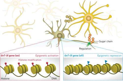 Pattern of brain-specific protein modifications is driven by the regulation of multiple enzymes