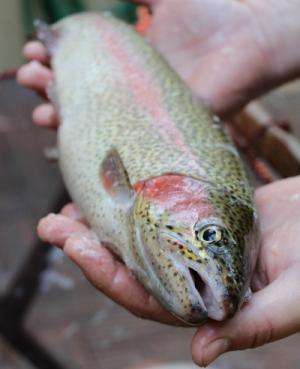 Pemberton trout prove resilient to warmer waters