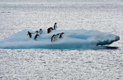 Penguins are pictured on an iceberg, in front of Brazil's Comandante Ferraz base in Antarctica, on March 10, 2014