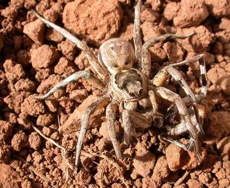 Personality determines whether tarantulas copulate with males or cannibalize them