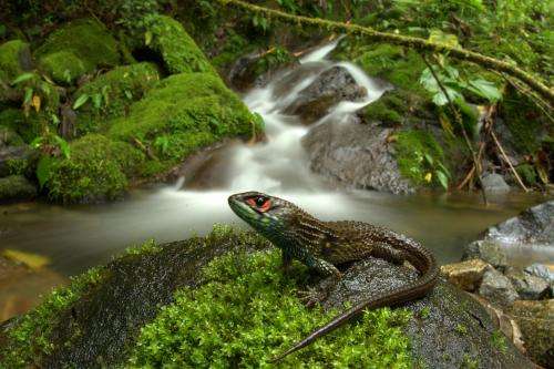 Peru's Manu National Park sets new biodiversity record