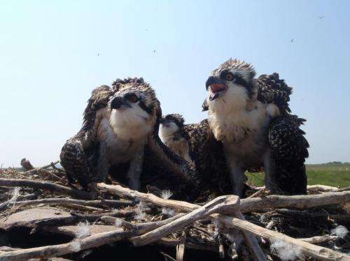 Pharmaceuticals and the water-fish-osprey food web