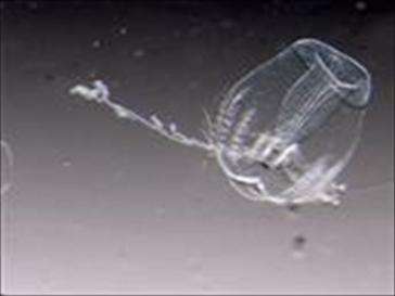 PhD thesis on the little-known Arctic comb jelly found in the Baltic Sea and the Arctic