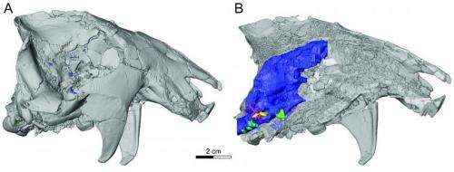 Phenomenal fossil and detailed analysis reveal details about enigmatic fossil mammals