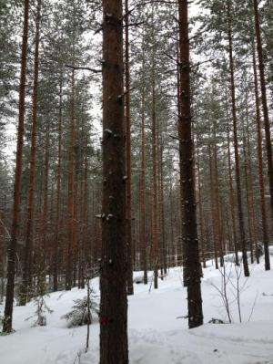 Pine forest particles appear out of thin air, influence climate