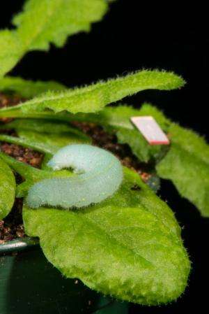 Plants respond to leaf vibrations caused by insects' chewing, MU study finds
