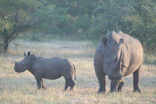 Poaching threatens savannah ecosystems