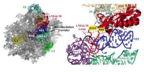 Possible explanation for human diseases caused by defective ribosomes