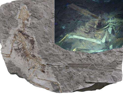 Prequel outshines the original: Exceptional fossils of 160 million year old doahugou biota