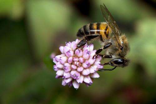 Protecting Africa’s bees for world food security
