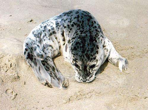 Public urged to refrain from approaching seal pups