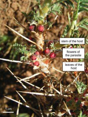 Putting the endoparasitic plants Apodanthaceae on the map
