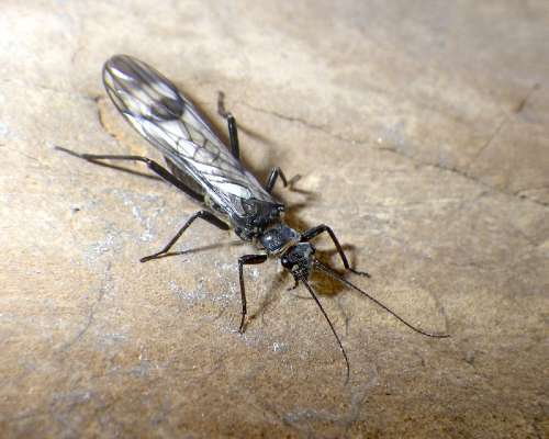 Rare insect found only in glacier national park imperiled by melting glaciers