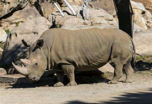 Rare northern white rhino dies at California zoo