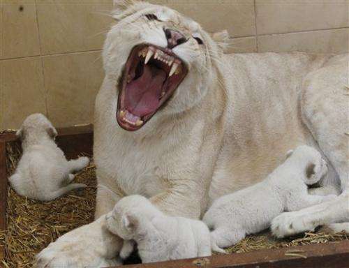 Rare white lion triplets born in Poland (Update)