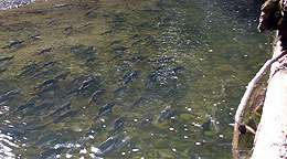 Researcher discovers smaller salmon spawn better in riverbeds than larger counterparts