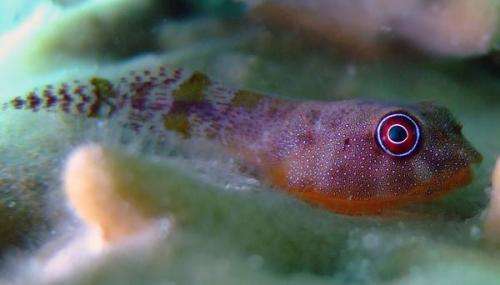 Researcher publishes clingfish discoveries