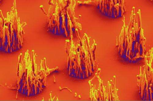 Researchers grow carbon nanofibers using ambient air, without toxic ammonia