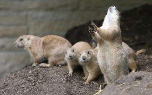 Researchers suggest prairie dog jump-yips are means to assess group alertness (w/ Video)