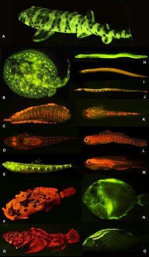Researchers unveil rich world of fish biofluorescence