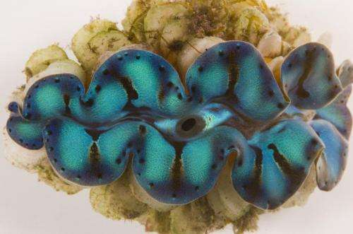 Research from Penn and UCSB shows how giant clams harness the sun