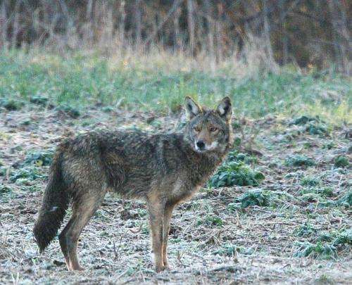Research indicates coyote predation on deer in East manageable