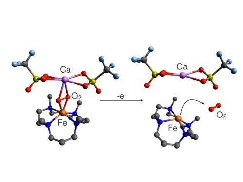 Research pinpoints role of 'helper' atoms in oxygen release